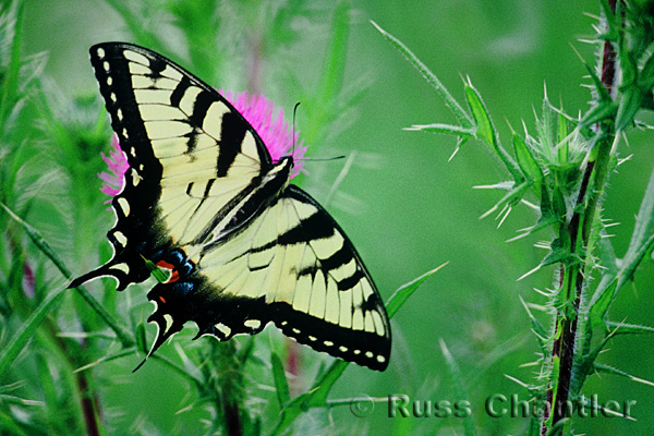 Tiger Swallowtail Butterfly &copy; Russ Chantler
